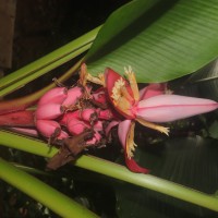 Musa velutina H.Wendl. & Drude